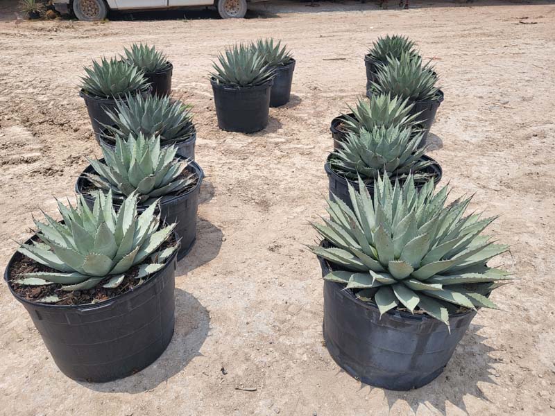 agave-neomexicana-mescal-new-mexico-century-plant
