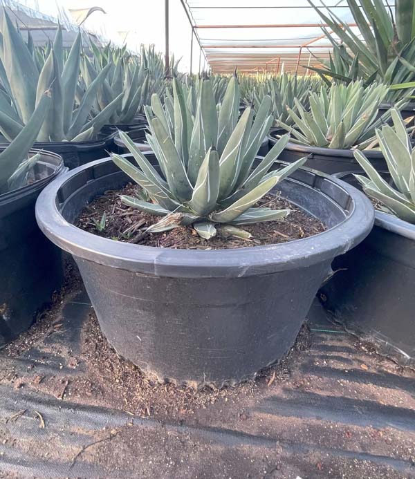 agave-nickelsiae-king-ferdinand-agave