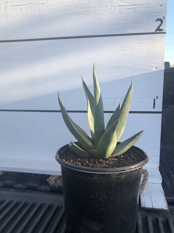 agave-nickelsiae-x-scabra-sharkskin-sharkskin-agave