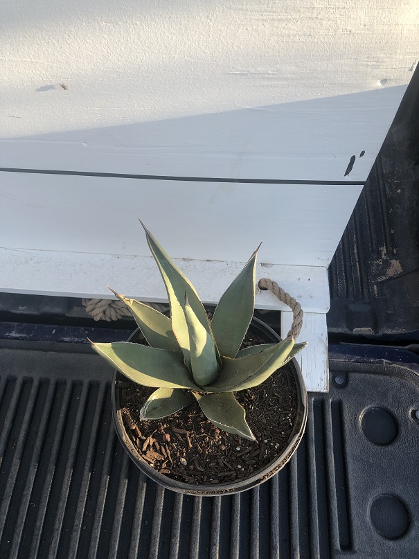 agave-nickelsiae-x-scabra-sharkskin-sharkskin-agave