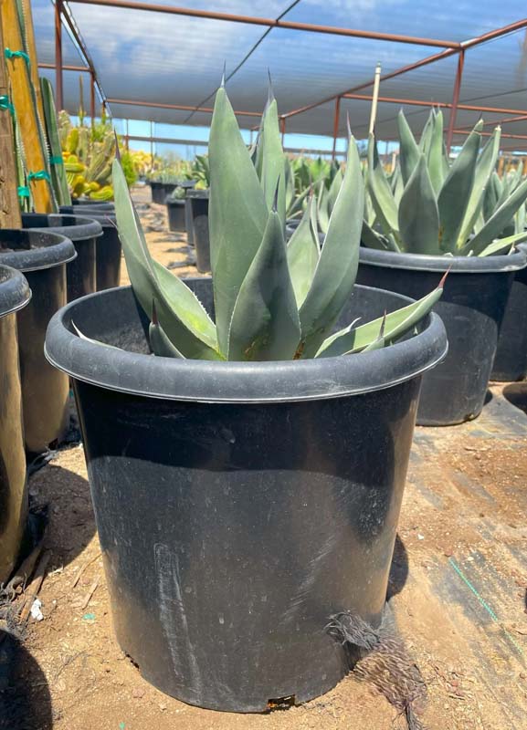 agave-nickelsiae-x-scabra-sharkskin-sharkskin-agave