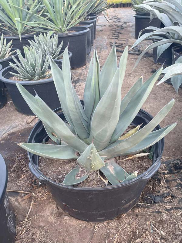 agave-nickelsiae-x-scabra-sharkskin-sharkskin-agave
