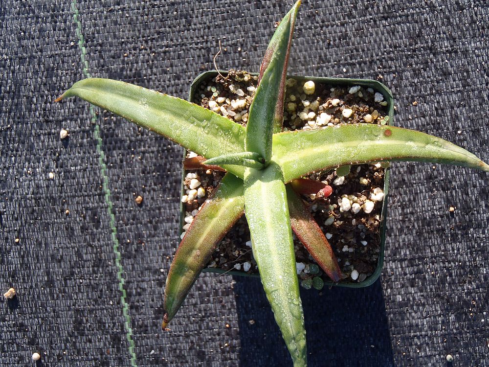 agave-nizandensis