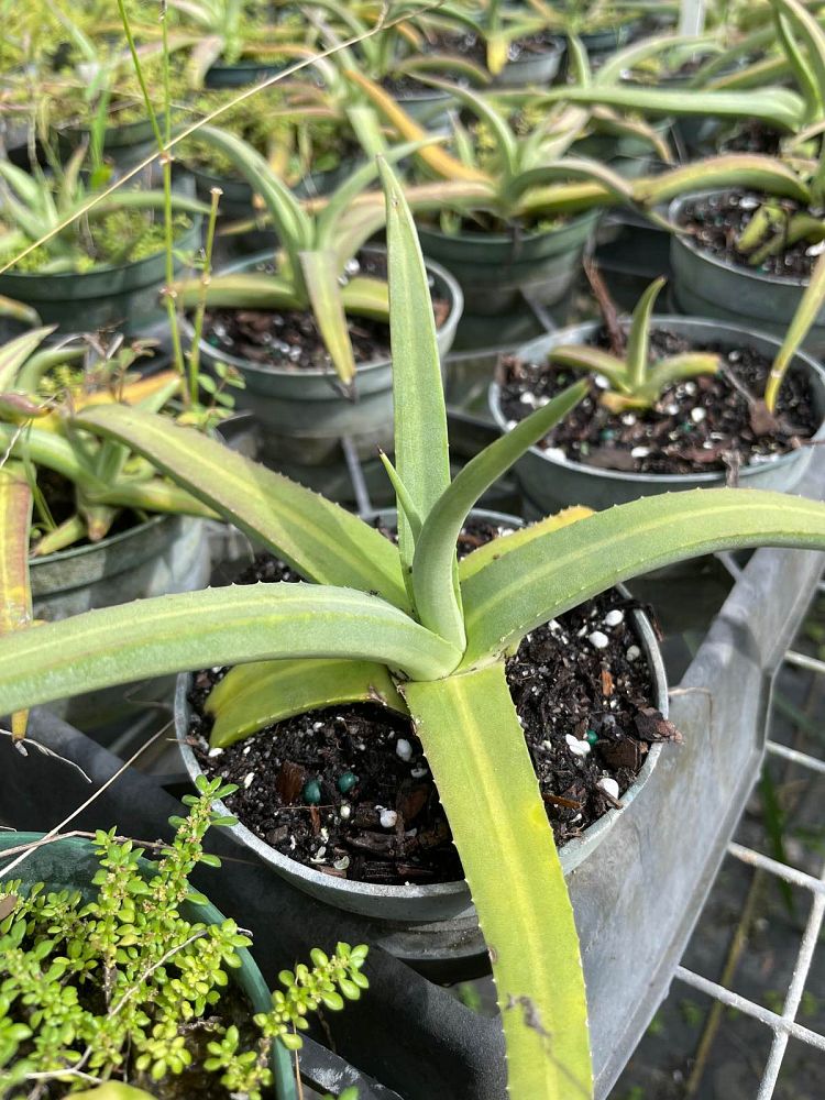 agave-nizandensis