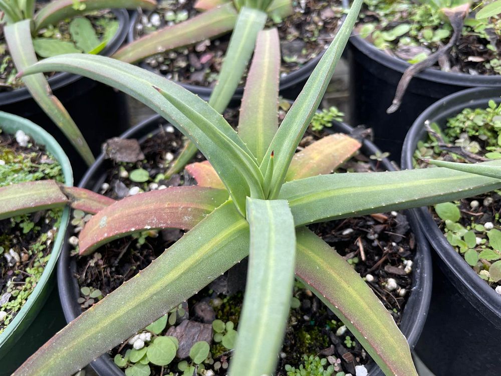 agave-nizandensis