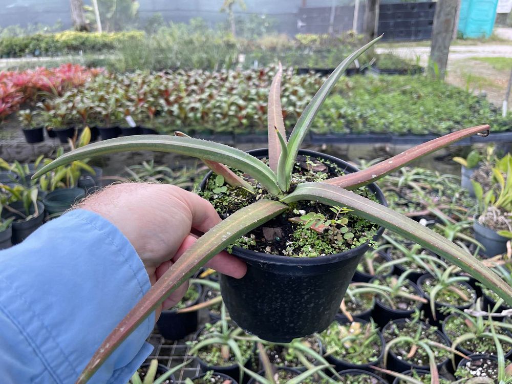 agave-nizandensis