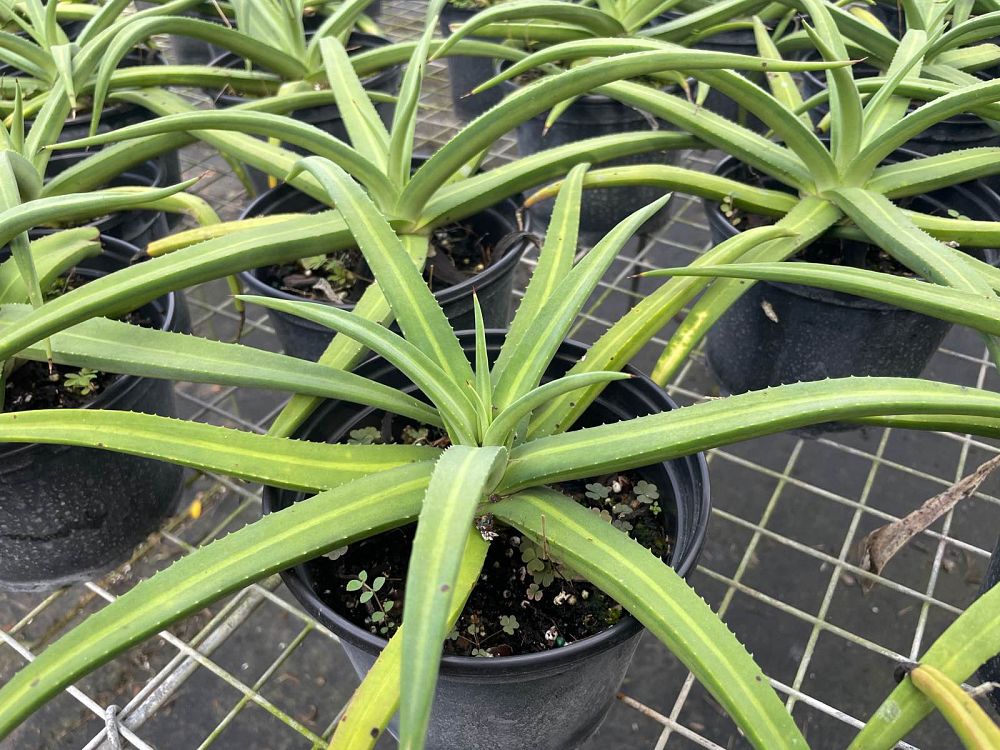 agave-nizandensis