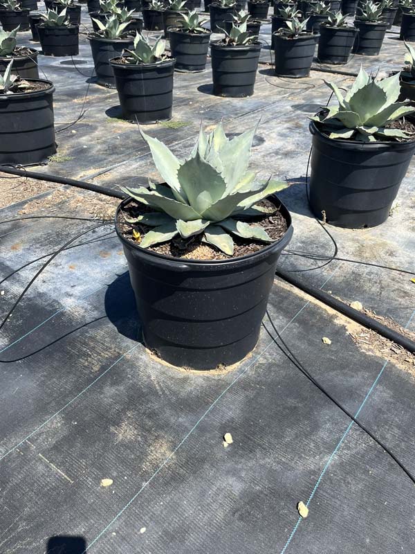 agave-ovatifolia-frosty-blue-whale-s-tongue-agave