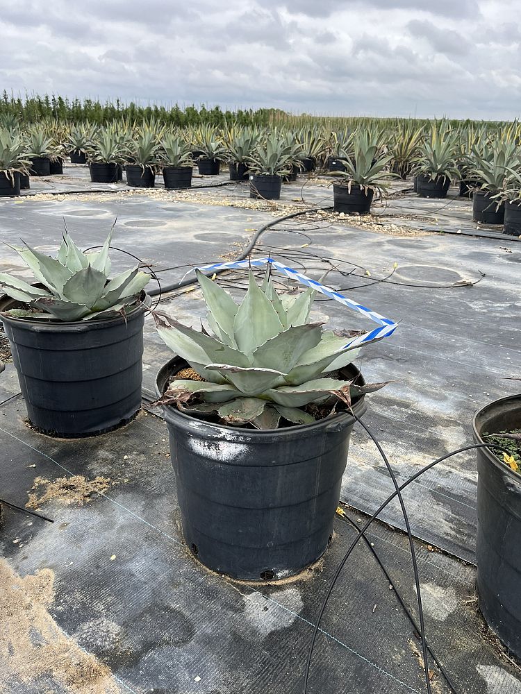 agave-ovatifolia-frosty-blue-whale-s-tongue-agave