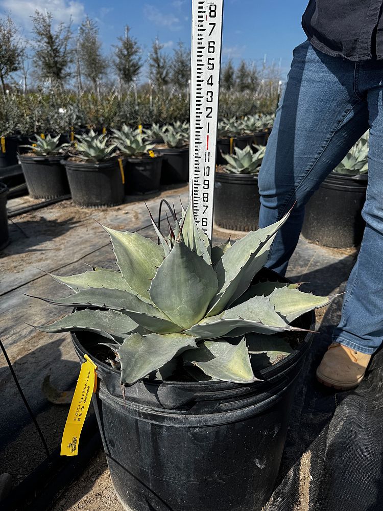 agave-ovatifolia-frosty-blue-whale-s-tongue-agave