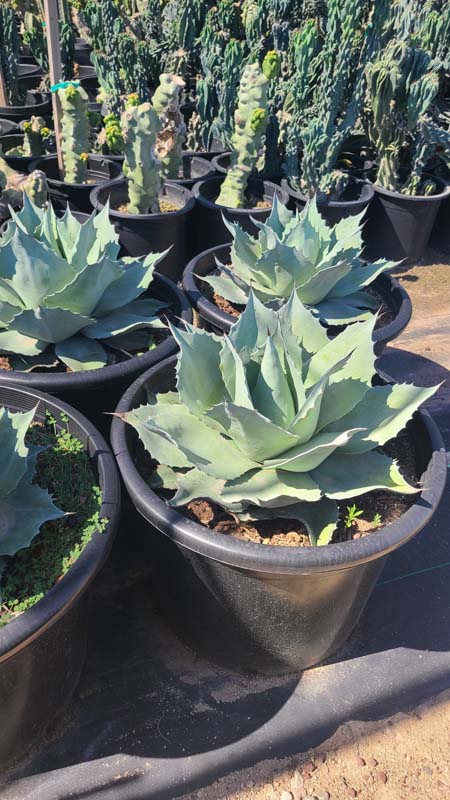 agave-ovatifolia-frosty-blue-whale-s-tongue-agave