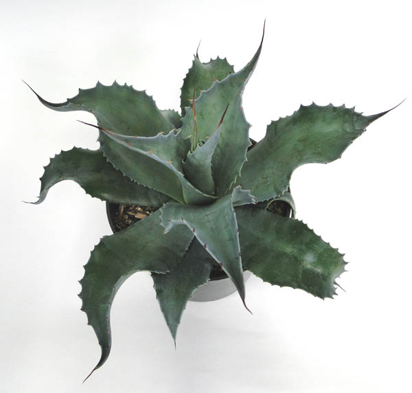agave-ovatifolia-whale-s-tongue-agave