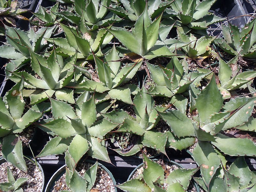 agave-ovatifolia-whale-s-tongue-agave