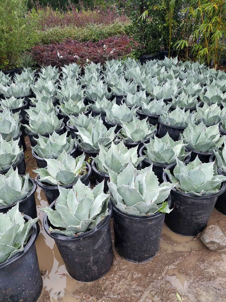 agave-ovatifolia-whale-s-tongue-agave