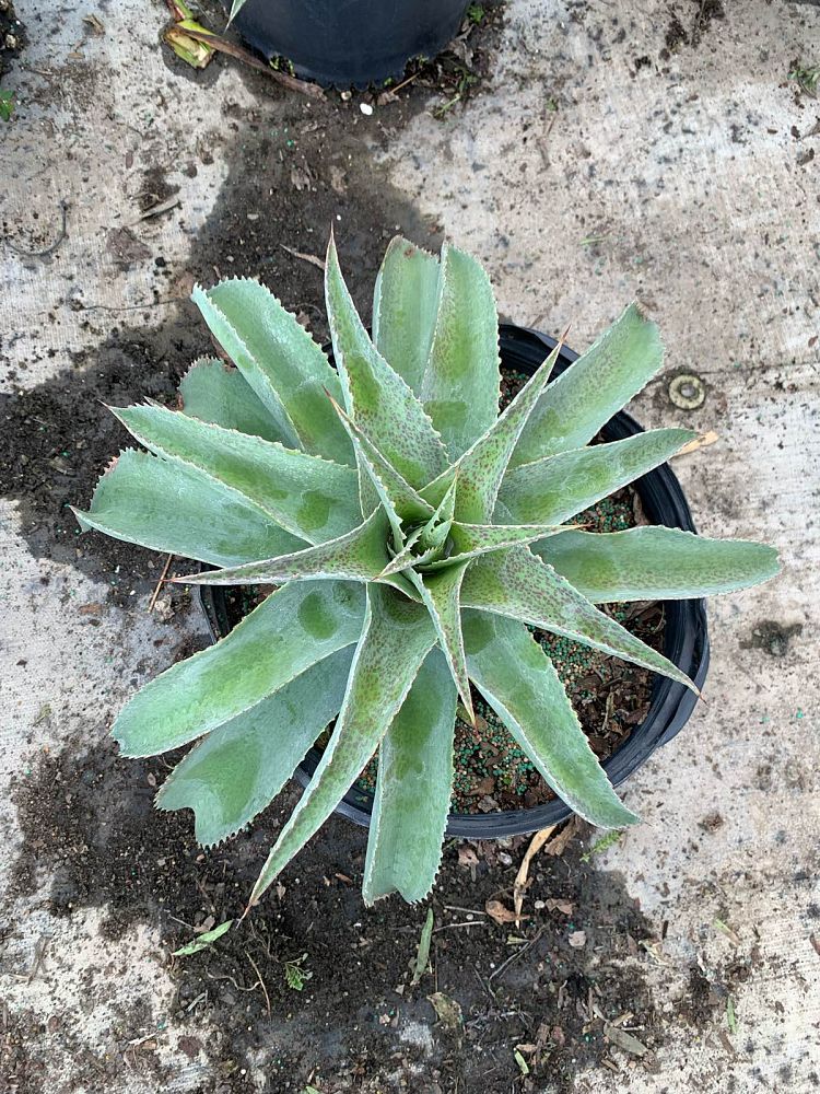 agave-ovatifolia-whale-s-tongue-agave