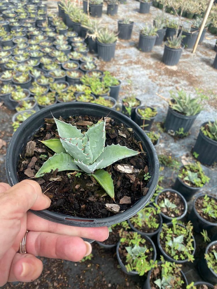 agave-ovatifolia-whale-s-tongue-agave