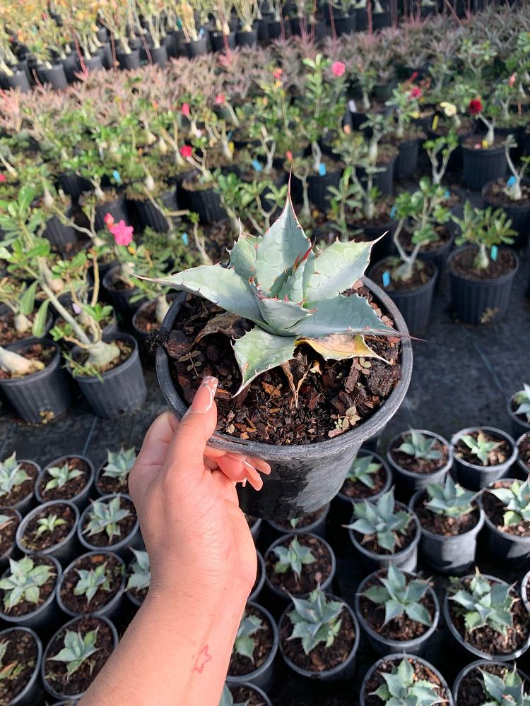agave-ovatifolia-whale-s-tongue-agave