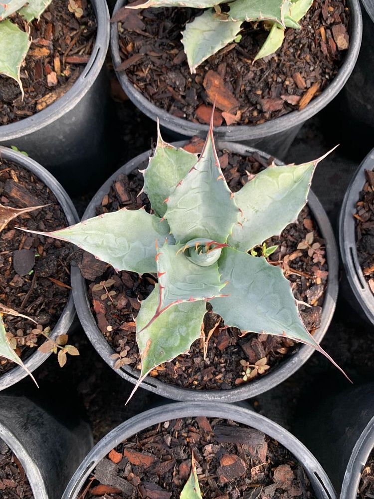 agave-ovatifolia-whale-s-tongue-agave