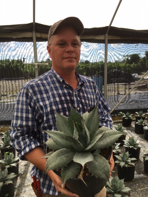 agave-parrasana-dwarf-agave