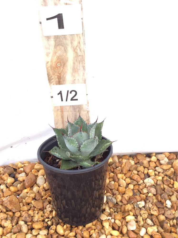 agave-parryi-huachucensis-huachuca-agave