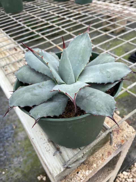 agave-parryi-jc-raulston