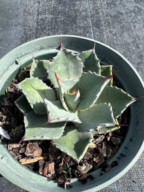 agave-parryi-jc-raulston