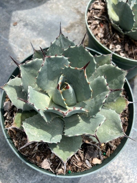 agave-parryi-jc-raulston