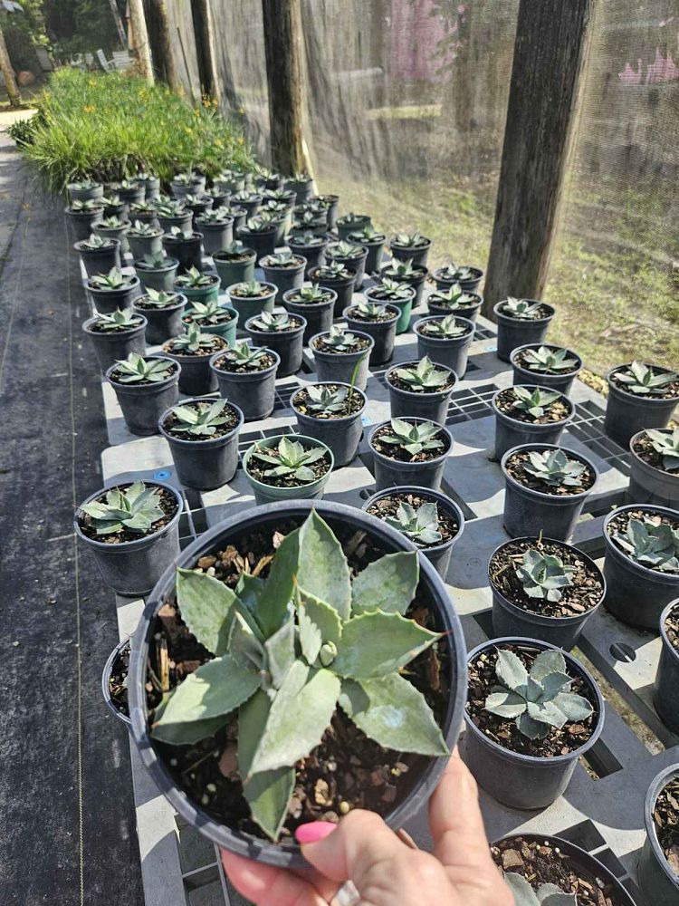 agave-parryi-jc-raulston