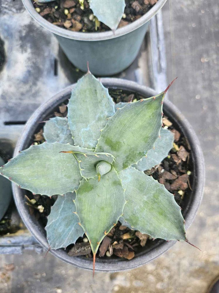 agave-parryi-jc-raulston