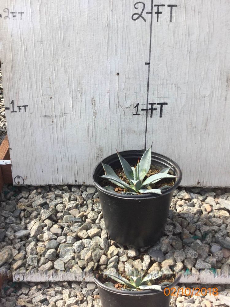 Arizona WholeSale Growers