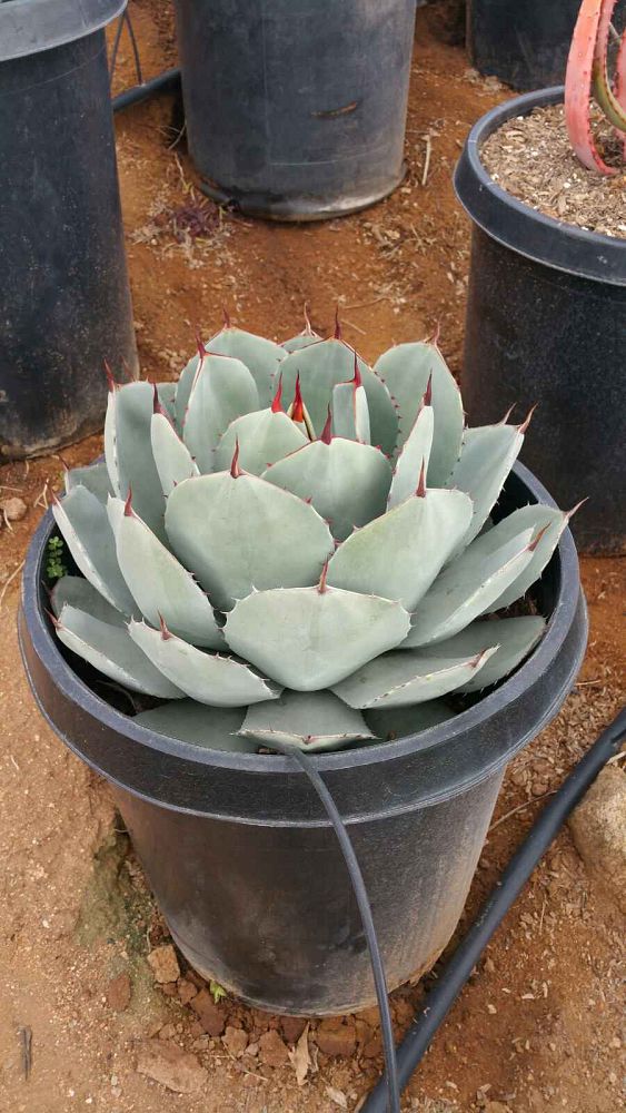 agave-parryi-parry-s-agave