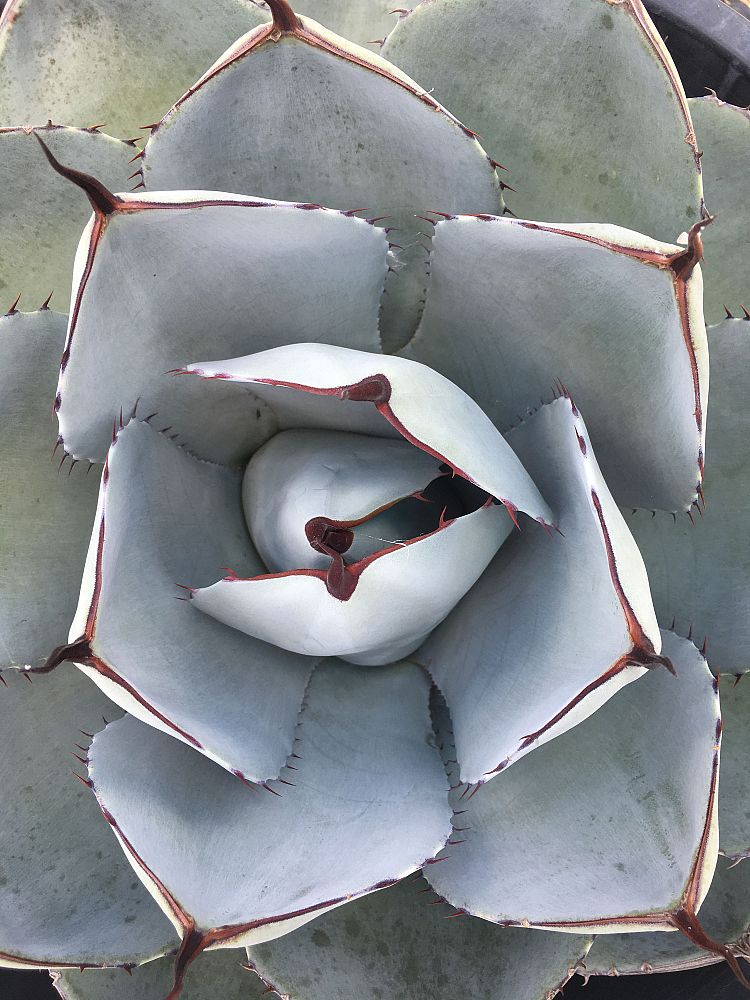 agave-parryi-parry-s-agave