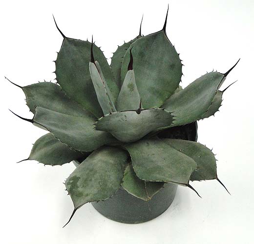agave-parryi-truncata-mescal-agave