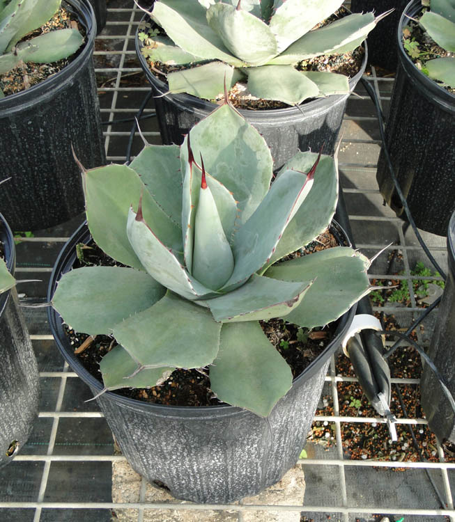agave-parryi-truncata-mescal-agave