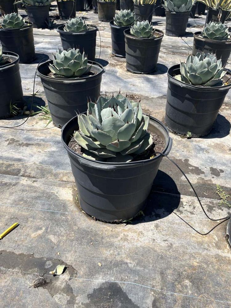 agave-parryi-truncata-mescal-agave
