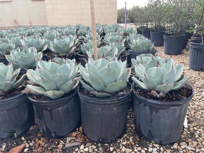 agave-parryi-truncata-mescal-agave