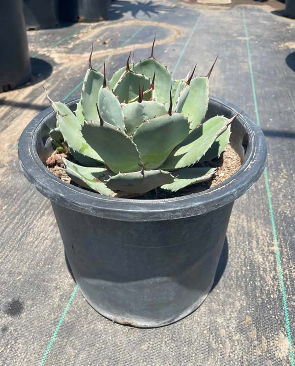 agave-parryi-truncata-mescal-agave