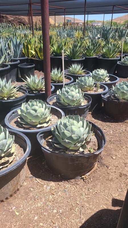 agave-parryi-truncata-mescal-agave