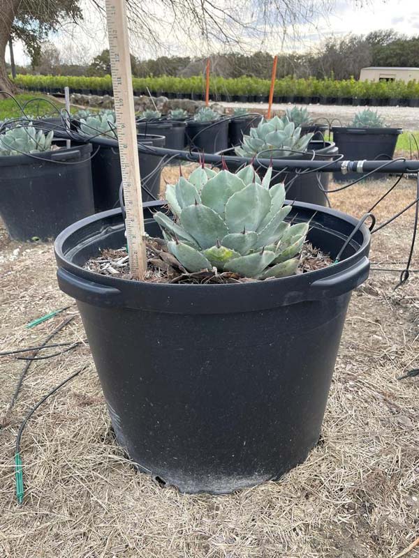 agave-parryi-truncata-mescal-agave