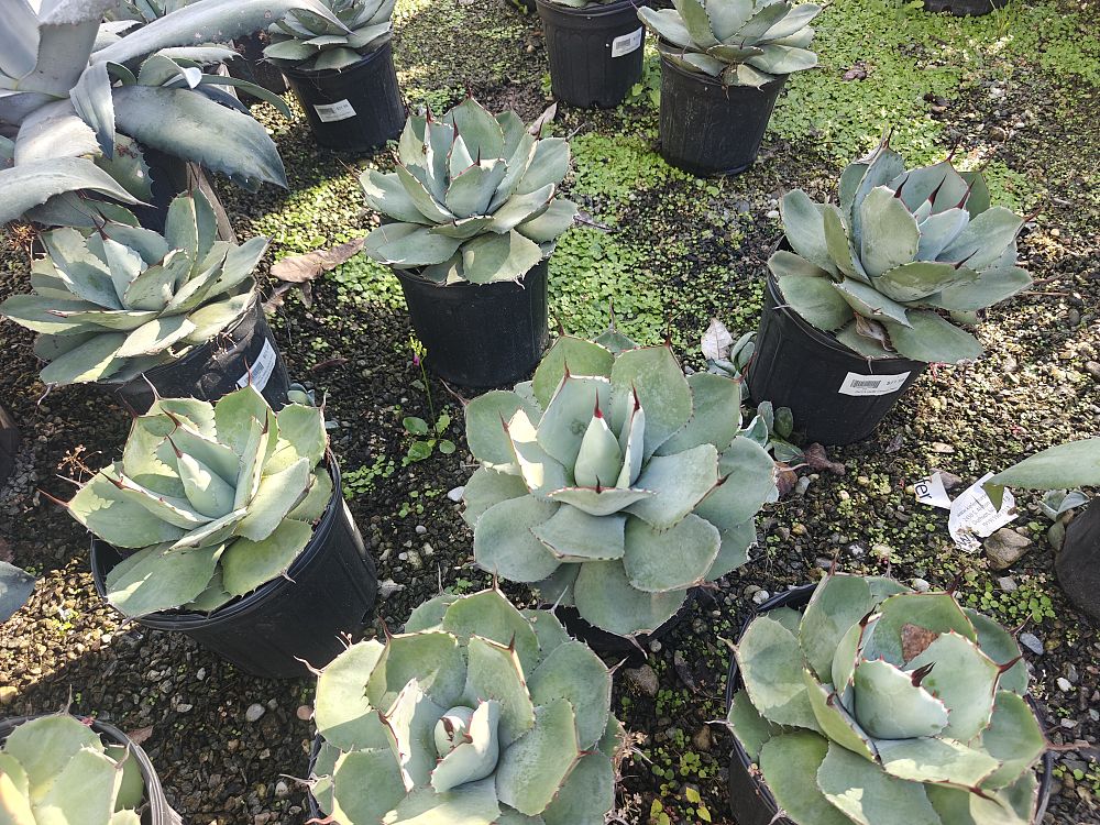 agave-parryi-truncata-mescal-agave