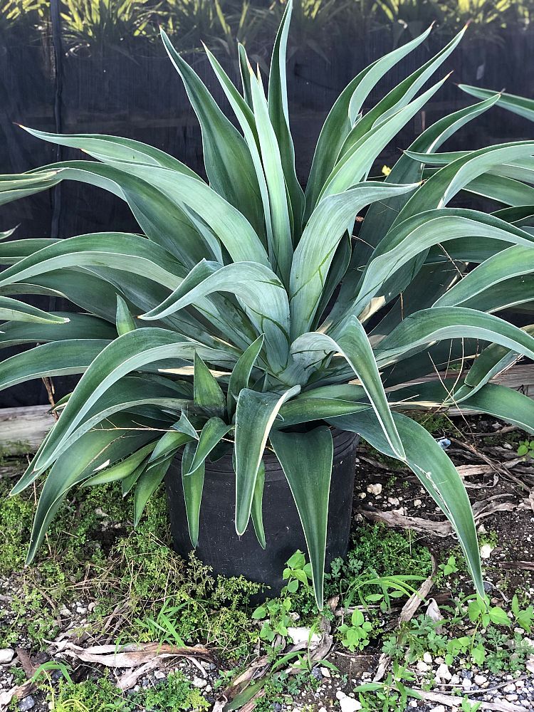 Xotchilt Nursery | plantANT.com