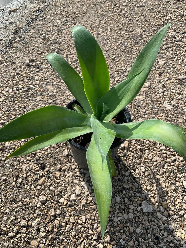 agave-pedunculifera