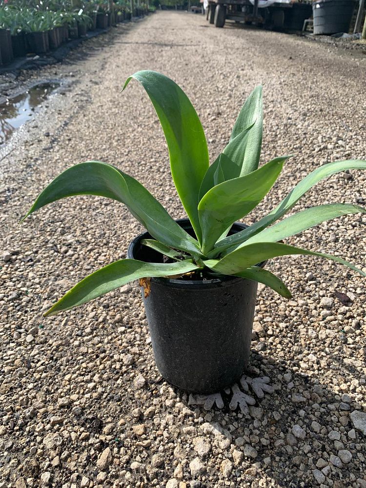 agave-pedunculifera