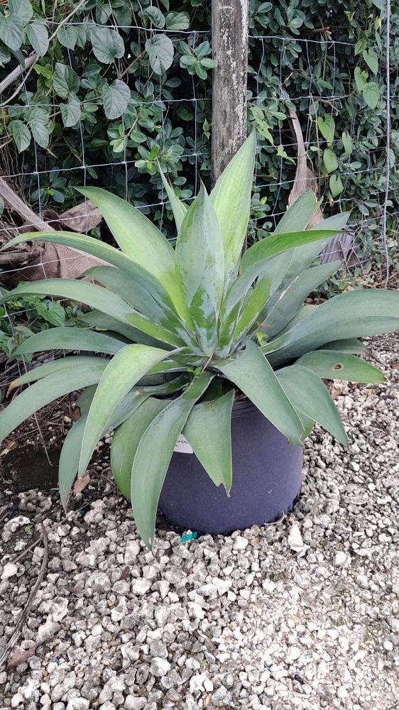 agave-pedunculifera