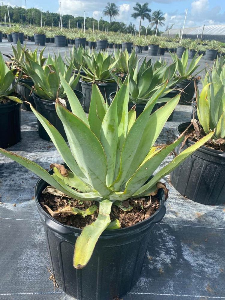 agave-pedunculifera