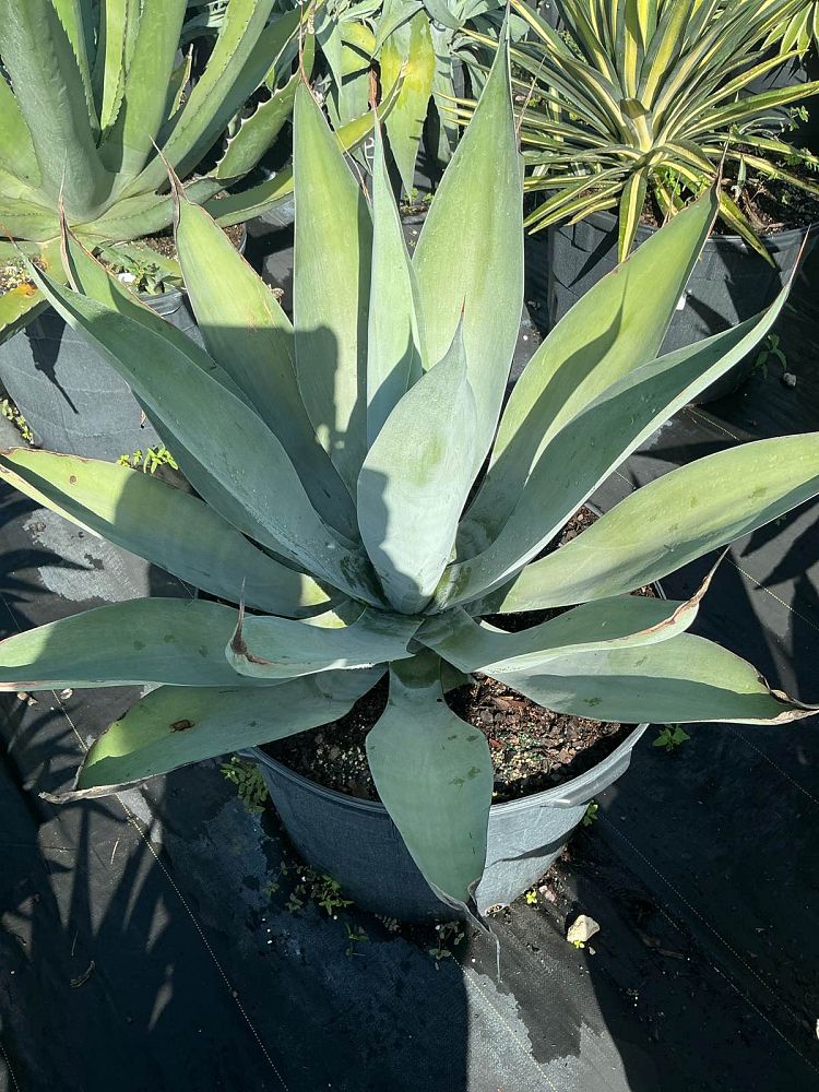 agave-pedunculifera