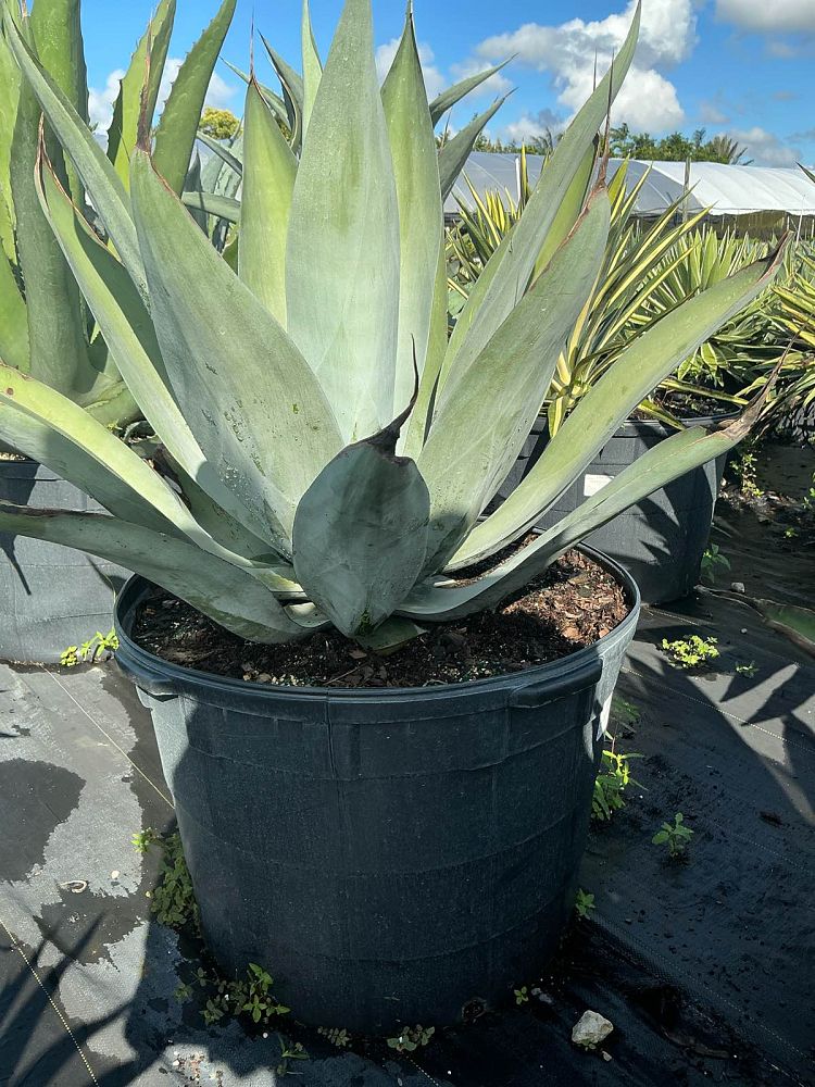 agave-pedunculifera