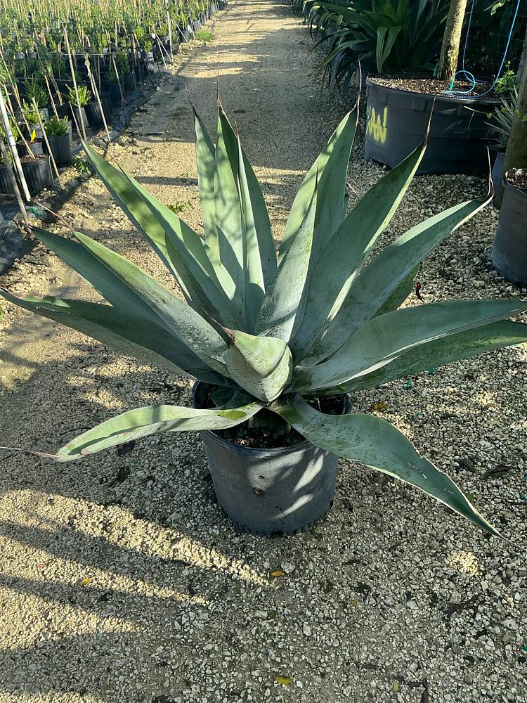 agave-pedunculifera