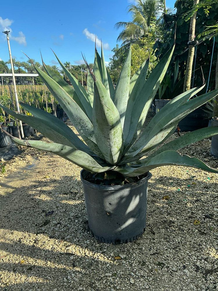agave-pedunculifera