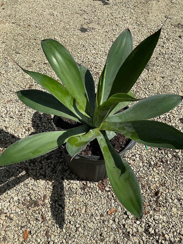 agave-pedunculifera